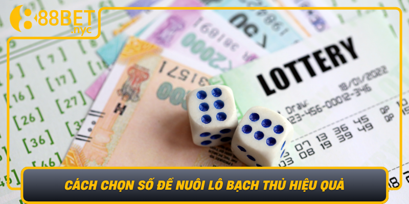 Cach Chon So De Nuoi Lo Bach Thu Hieu Qua