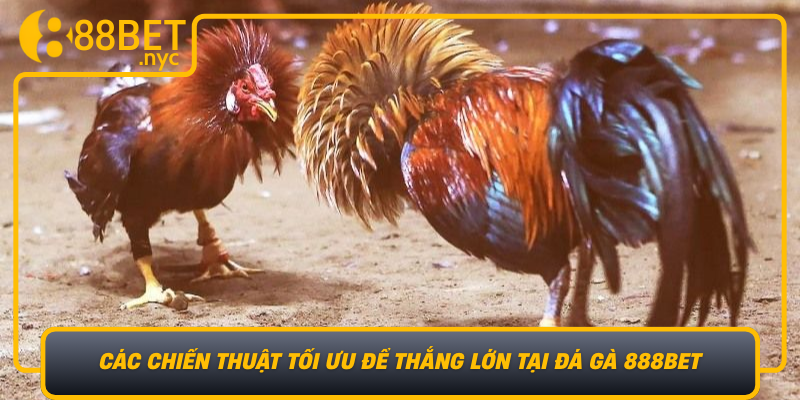 Cac Chien Thuat Toi Uu De Thang Lon Tai Da Ga 888Bet
