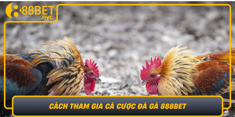 Cach Tham Gia Ca Cuoc Da Ga 888Bet Cac Buoc Don Gian